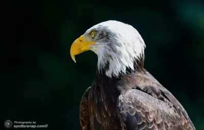 Falconeria Locarno